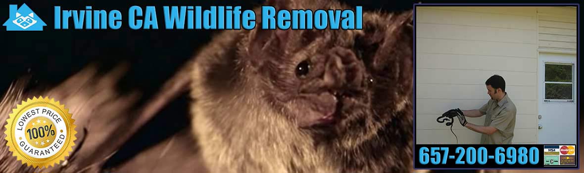 Irvine Wildlife and Animal Removal
